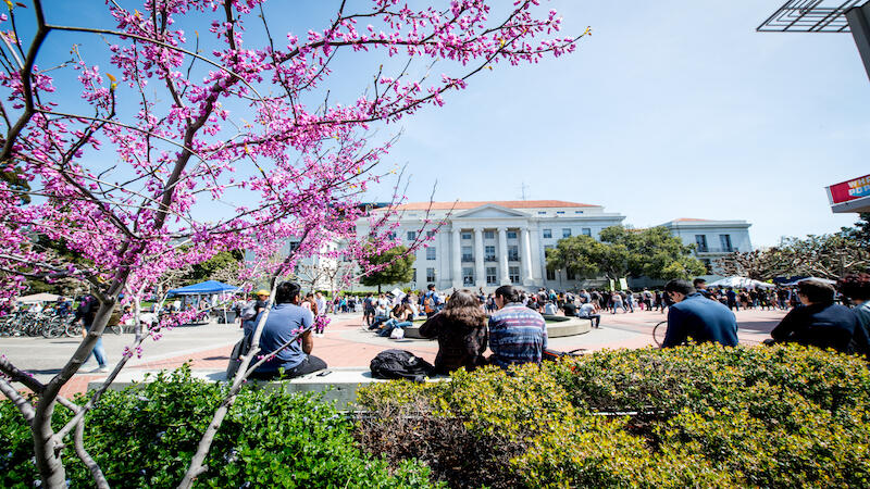 cherry blossoms at UC Berkeley