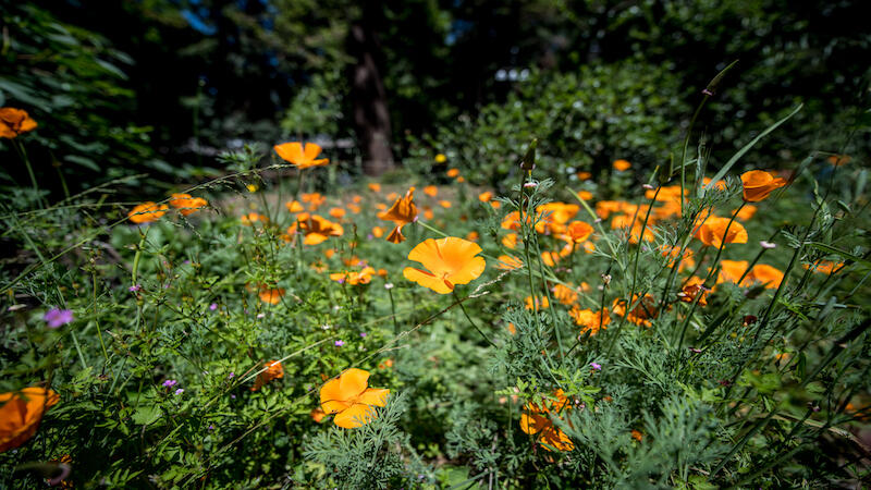 California poppies garden